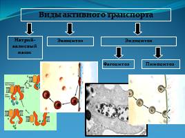 Химический состав, строение и функции клеточных мембран - Транспорт веществ через мембрану, слайд 12