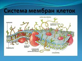 Химический состав, строение и функции клеточных мембран - Транспорт веществ через мембрану, слайд 2