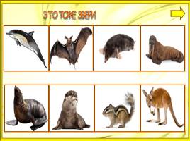 Кто такие звери?, слайд 10