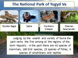 The Fauna of  the Virgin Forests of the Komi Republic, слайд 5