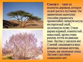 Растительный и животный мир зоны пустынь, слайд 10