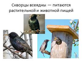Перелетные птицы, слайд 8