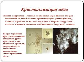 Биохимический состав и биохимические процессы, происходящие при переработке и хранении мёда, слайд 19