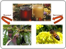 Биохимический состав и биохимические процессы, происходящие при переработке и хранении мёда, слайд 4