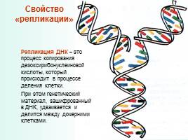 Понятие ДНК. Строение и свойство ДНК, слайд 16