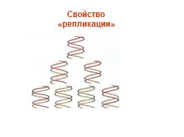 Понятие ДНК. Строение и свойство ДНК, слайд 17