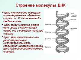 Понятие ДНК. Строение и свойство ДНК, слайд 5