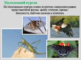 Национальный парк "Самарская Лука", слайд 18