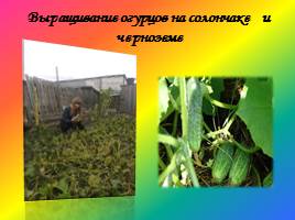 Исследовательский проект «Сравнительный анализ почв села Ильич и их роль в повышении урожайности культур», слайд 18