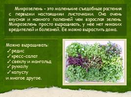 Выращивание микрозелени, слайд 3