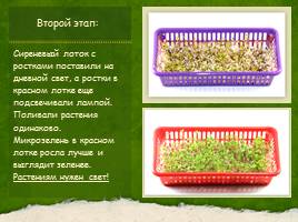 Выращивание микрозелени, слайд 9