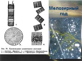 Растительность Байкала, слайд 11