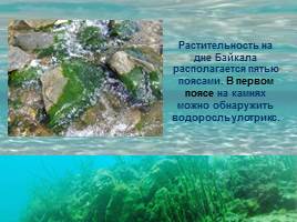 Растительность Байкала, слайд 12