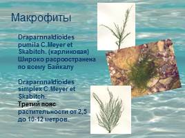 Растительность Байкала, слайд 14