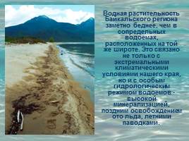 Растительность Байкала, слайд 16