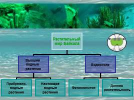 Растительность Байкала, слайд 2