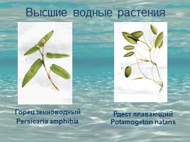 Растительность Байкала, слайд 3