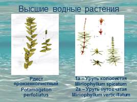 Растительность Байкала, слайд 5