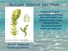 Растительность Байкала, слайд 6