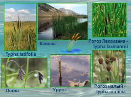 Растительность Байкала, слайд 7