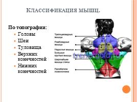 Мышечная система, слайд 10