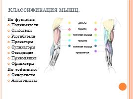 Мышечная система, слайд 13