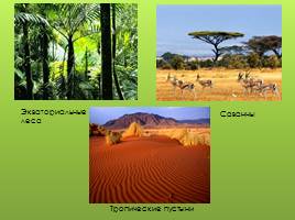 Природные зоны Африки, слайд 2