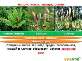 Растения, слайд 7