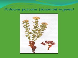 Редкие и исчезающие растения Ненецкого автономного округа, слайд 10