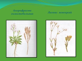 Редкие и исчезающие растения Ненецкого автономного округа, слайд 13