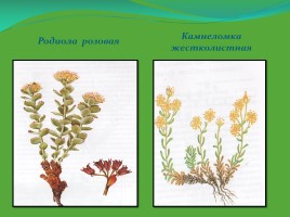Редкие и исчезающие растения Ненецкого автономного округа, слайд 14