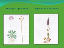 Редкие и исчезающие растения Ненецкого автономного округа, слайд 15