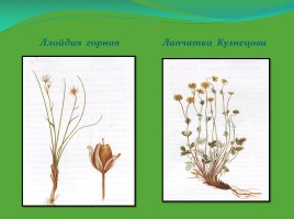 Редкие и исчезающие растения Ненецкого автономного округа, слайд 16