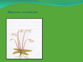 Редкие и исчезающие растения Ненецкого автономного округа, слайд 17