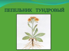 Редкие и исчезающие растения Ненецкого автономного округа, слайд 4