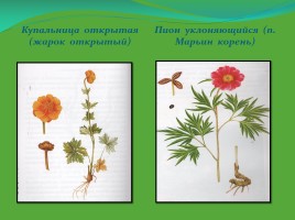 Редкие и исчезающие растения Ненецкого автономного округа, слайд 6