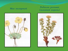 Редкие и исчезающие растения Ненецкого автономного округа, слайд 7