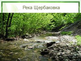 Природный парк «Щербаковский», слайд 11