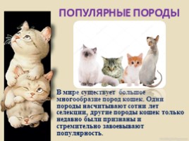 Домашние питомцы - кошки, слайд 10