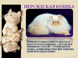 Домашние питомцы - кошки, слайд 11