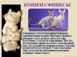 Домашние питомцы - кошки, слайд 15