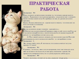 Домашние питомцы - кошки, слайд 17