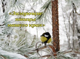 Презентация Зимующие птицы нашего края