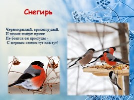 Зимующие птицы нашего края, слайд 3