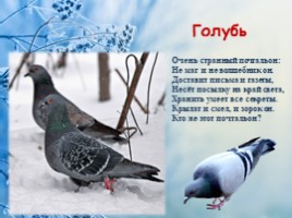 Зимующие птицы нашего края, слайд 8