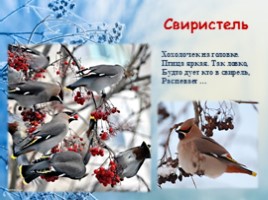 Зимующие птицы нашего края, слайд 9
