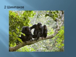 Тип млекопитающие, слайд 7