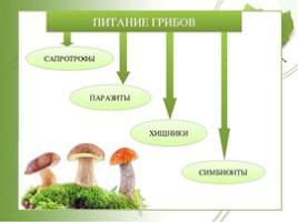 Общая характеристика грибов (5 класс), слайд 16