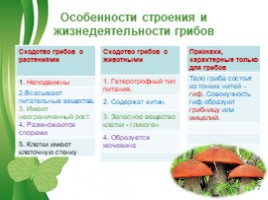 Общая характеристика грибов (5 класс), слайд 7