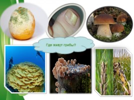 Общая характеристика грибов (5 класс), слайд 9